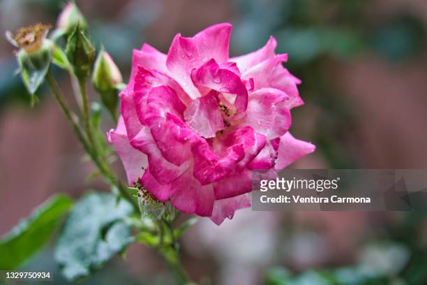 rosa chinensis - flensburg stock pictures, royalty-free photos & images