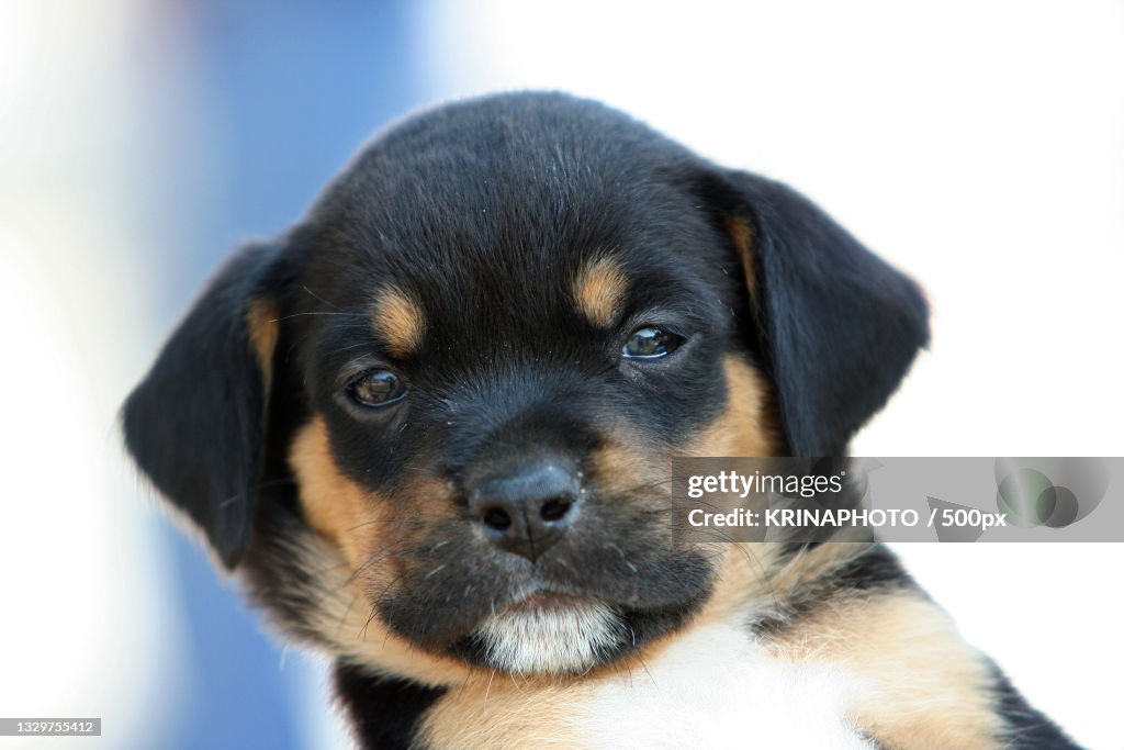 Close-up portrait of puppy,Italy