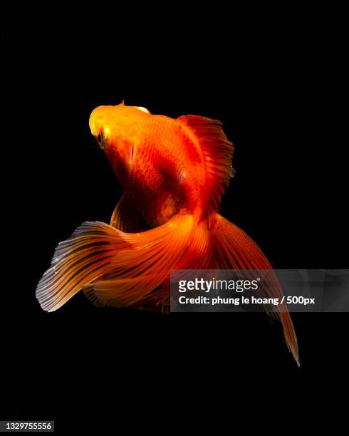 close-up of goldcarp against black background,osaka,japan - gold fish stock pictures, royalty-free photos & images
