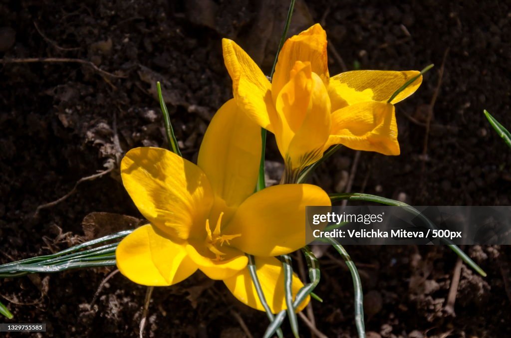 Close-up of yellow crocus flower on field,Sofia,Bulgaria