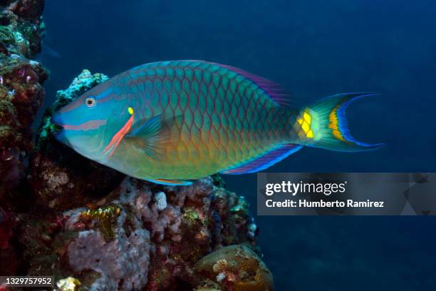 stoplight parrotfish. - scarus species stock pictures, royalty-free photos & images