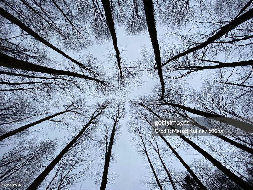 Low angle view of trees against sky,Teutoburger Wald,Bielefeld,Germany