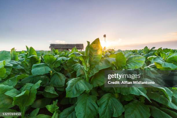 tobacco field - tobacco growing stock pictures, royalty-free photos & images