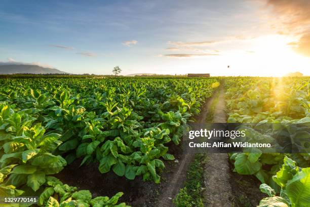 tobacco field - tobacco foto e immagini stock