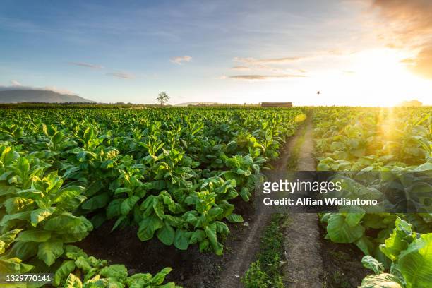 tobacco field - tobacco growing stock pictures, royalty-free photos & images