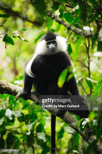 angolan black and white colobus monkey (colobus angolensis), nyungwe national park, rwanda - mono de hoja fotografías e imágenes de stock