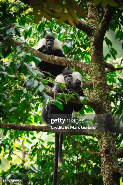 a pair of angolan black and white colobus monkeys (colobus angolensis), nyungwe national park, rwanda - sub saharan africa stock pictures, royalty-free photos & images