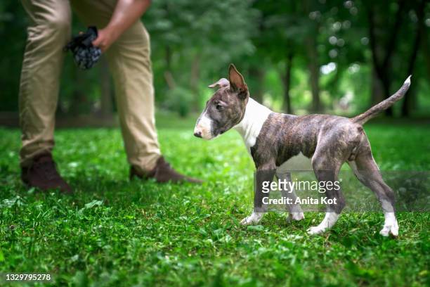 puppy of a bull terrier on a walk - bullterrier stock-fotos und bilder