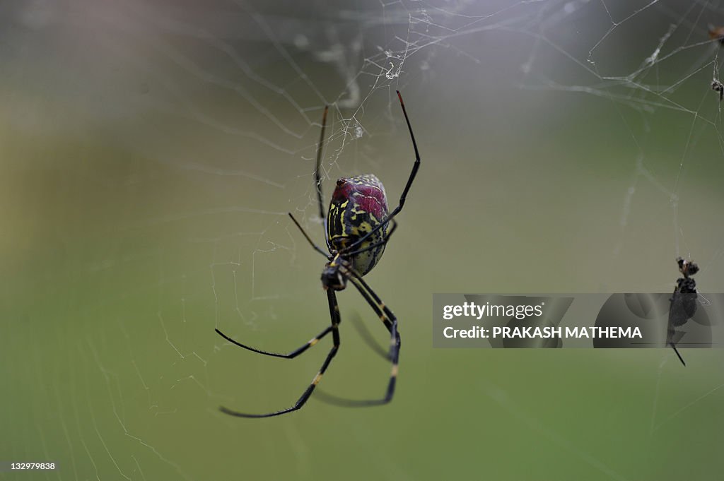 A spider is pictured in its web at Godav