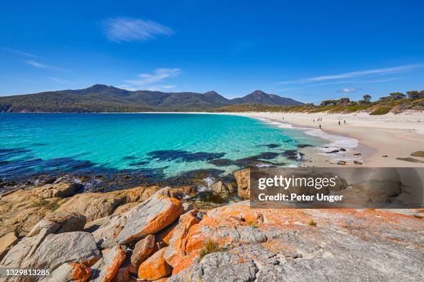red lichen on rocks, with wineglass bay beach, freycinet peninsula, tasmania, australia - wine glass bay tasmania stock pictures, royalty-free photos & images