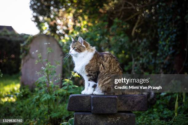 graves in the sun - mourning stock pictures, royalty-free photos & images