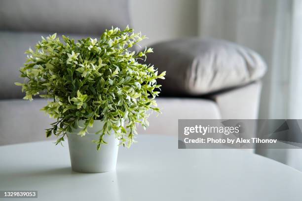 closeup view potted plant on coffee table indoor - coffee table stock pictures, royalty-free photos & images