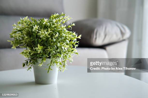 closeup view potted plant on coffee table indoor - 茶几 個照片及圖片檔