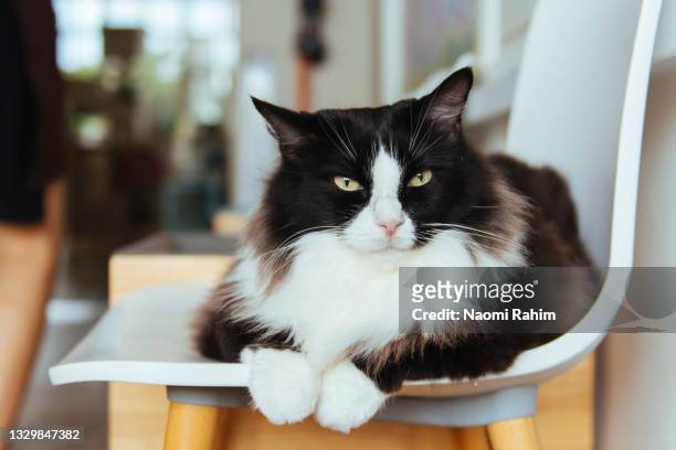 gorgeous black & white tuxedo longhair cat sitting on an eames-style retro chair - 家畜 個照片及圖片檔