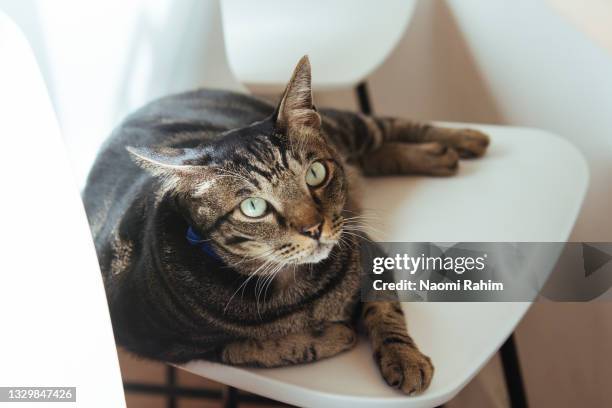 tabby cat lying on a white chair, looking at camera - mongrel cat stock pictures, royalty-free photos & images