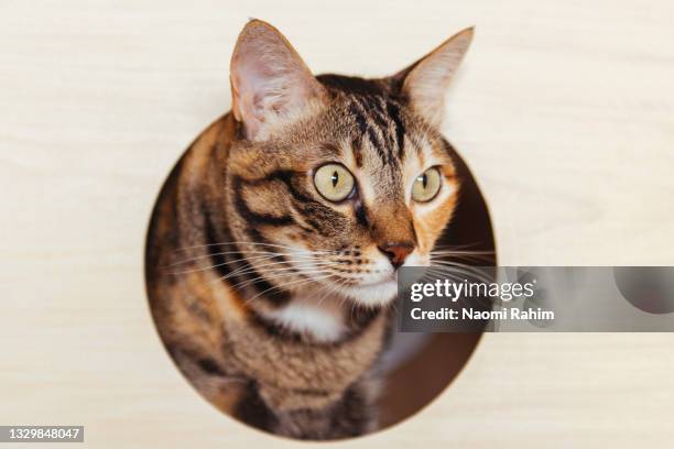 portrait of a pretty tabby cat looking through hole in timber wall - cat circle stock pictures, royalty-free photos & images