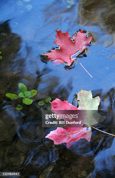 red maple leaves - springville utah stock pictures, royalty-free photos & images