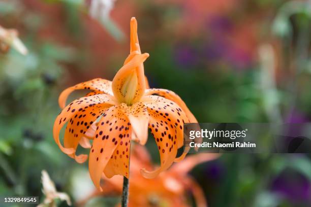 orange-spotted tiger lily flower in a garden - tiger lily flower stock-fotos und bilder
