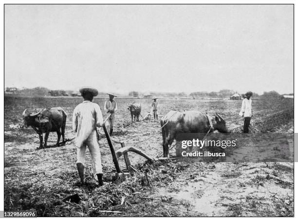 antique black and white photograph: ploughing field for sugar cane, luzon, philippines - filipino farmer 幅插畫檔、美工圖案、卡通及圖標