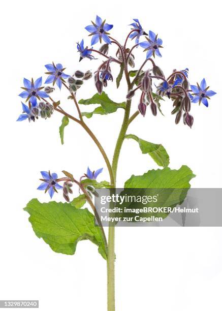 borage (borago officinalis) on white background, studio shot, germany - borage stockfoto's en -beelden