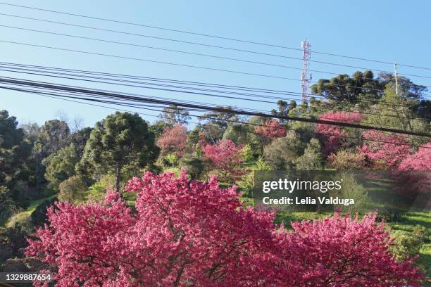 electrical power in nature - tree top - rio grande rise stock pictures, royalty-free photos & images