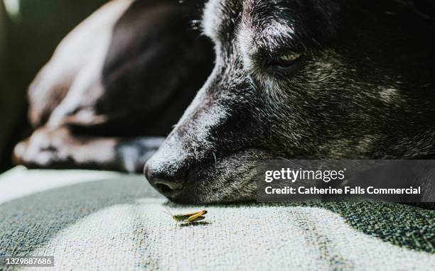 an indifferent black dog ignores a brazen little grasshopper who lands beside her resting spot - grasshopper stock pictures, royalty-free photos & images