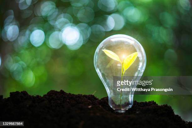 plants growing in light bulb - carbon neutrality stock pictures, royalty-free photos & images