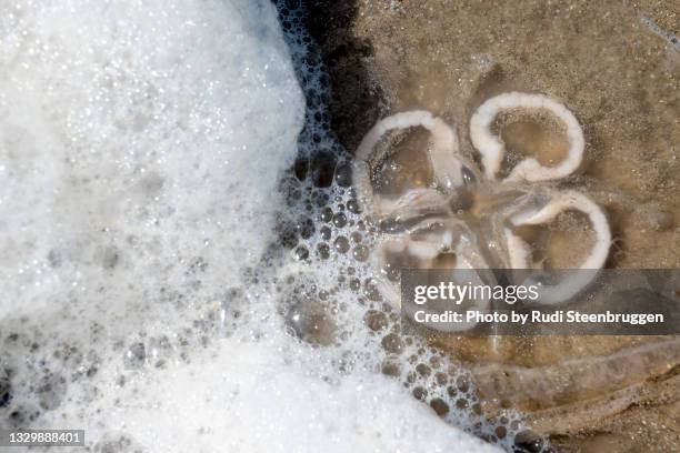 jellyfish - vlieland stock pictures, royalty-free photos & images