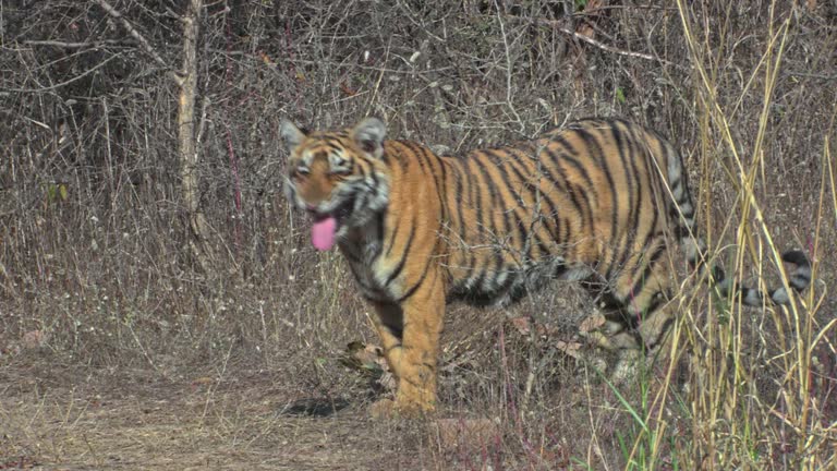 480 Funny Tiger Videos and HD Footage - Getty Images 480 Funny Tiger Videos and HD Footage - Getty Images