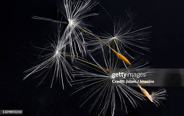 dandelion seed - close up on dandelion spores stock pictures, royalty-free photos & images