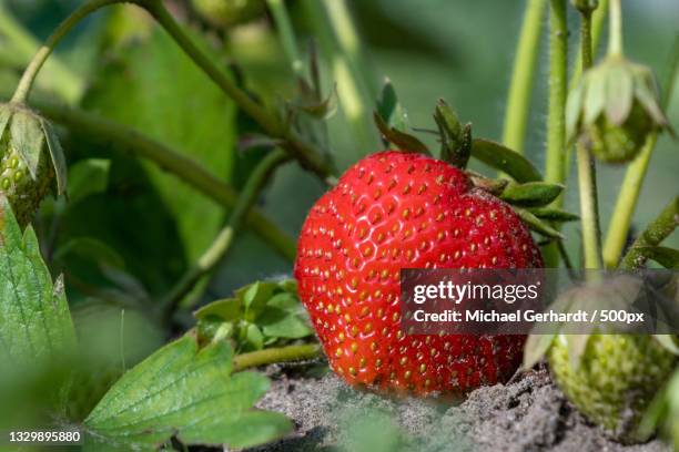 close-up of strawberry growing on plant - michael gerhardt stock pictures, royalty-free photos & images
