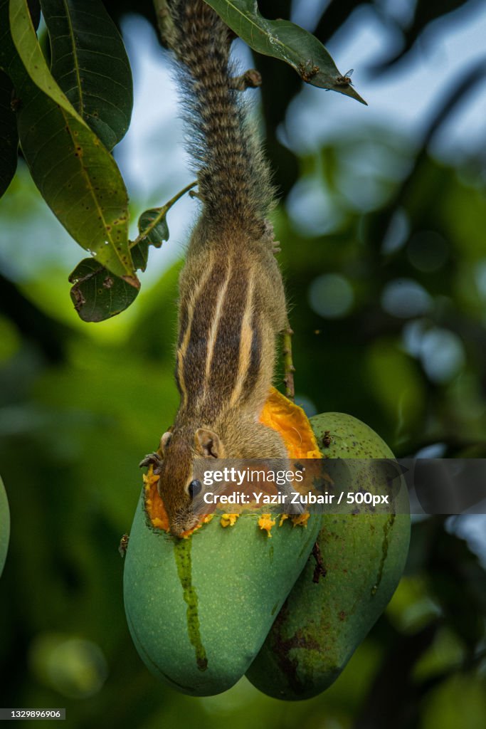 Close-up of fruit growing on tree