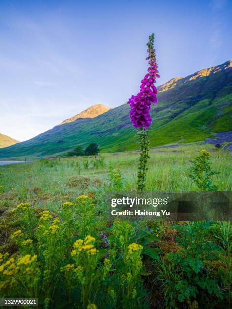 foxglove and other wild flowers at highlands, scotland - digitalis alba stock pictures, royalty-free photos & images