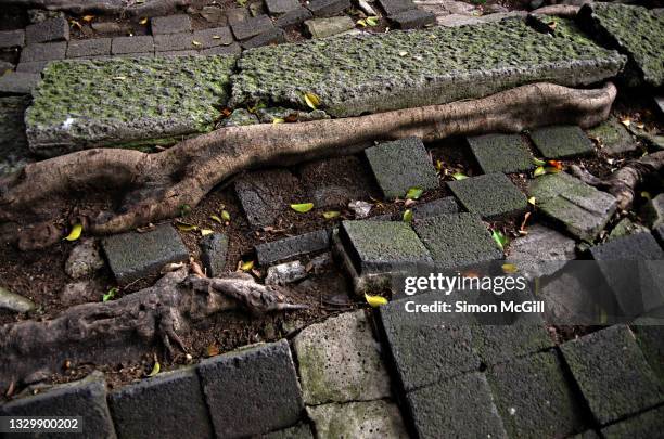 tree roots lift concrete and paving stones on a curbside sidewalk - curb stock pictures, royalty-free photos & images