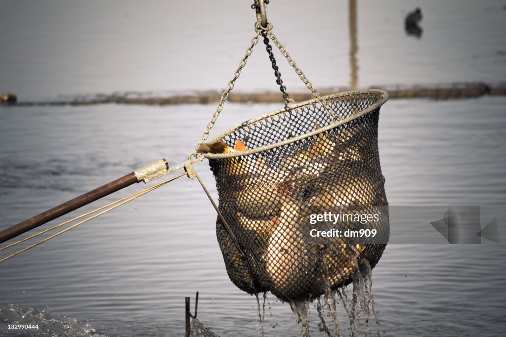 Fish in fishing net