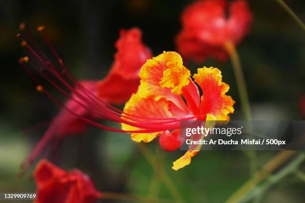 close-up of red flowering plant - ducha stock pictures, royalty-free photos & images