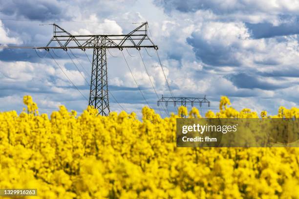 rapeseed field with electricity pylon - canola stock-fotos und bilder