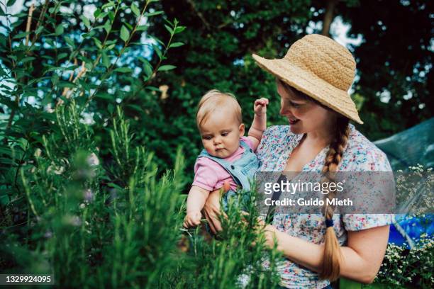 mother and daughter looking at rosemary in organic garden. - mature woman herbs stock pictures, royalty-free photos & images