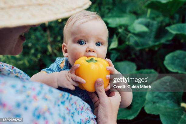 baby girl eating fresh organic yellow pepper from selfgrown garden. - baby eating food stock pictures, royalty-free photos & images