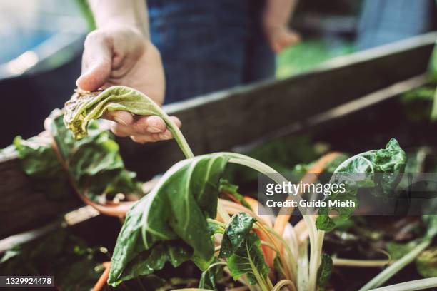 hand holding wilted vegetables in own garden. - agostamiento fotografías e imágenes de stock