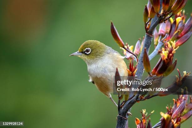 close-up of songbird perching on tree,tasman district,tasman,new zealand - new zealand forest stock pictures, royalty-free photos & images