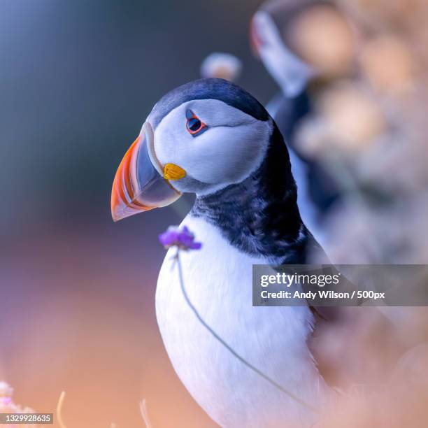 close-up of puffin,stonehaven,united kingdom,uk - aberdeenshire stock pictures, royalty-free photos & images
