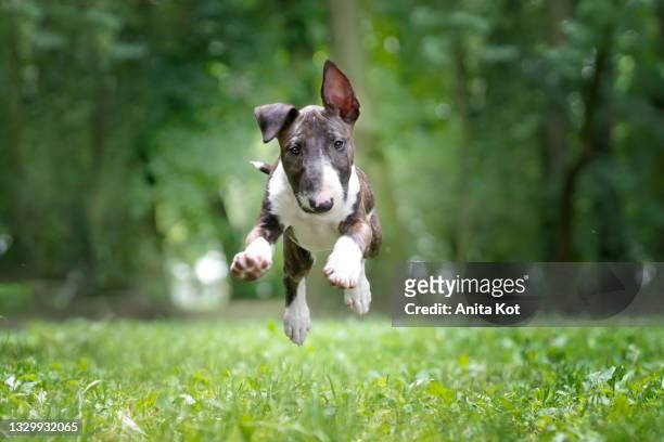 bull terrier on the run - little feet stock pictures, royalty-free photos & images