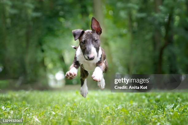 bull terrier on the run - bullterrier bildbanksfoton och bilder