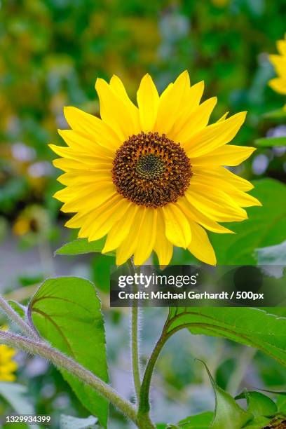 close-up of sunflower on plant - michael gerhardt stock pictures, royalty-free photos & images