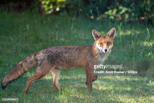 full length of jackal standing on land,london,united kingdom,uk - vuxen stock pictures, royalty-free photos & images