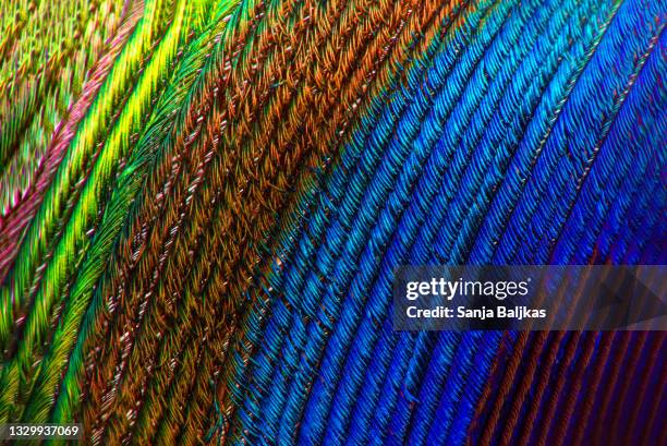 extreme close-up of peacock feather - pauwenveer stockfoto's en -beelden