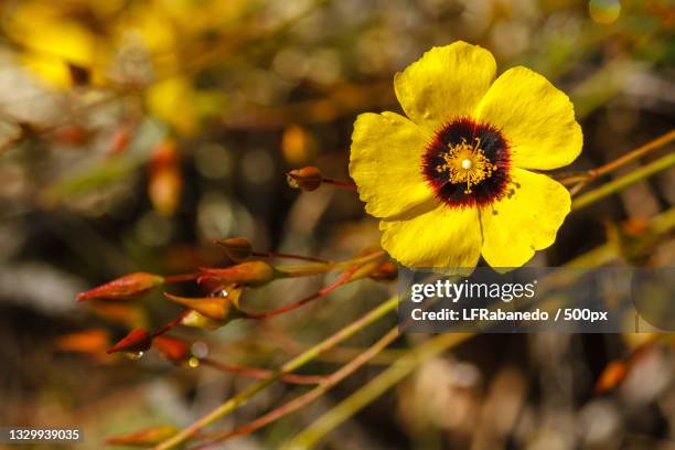 close-up of yellow flowering plant,spain - halimium stock pictures, royalty-free photos & images