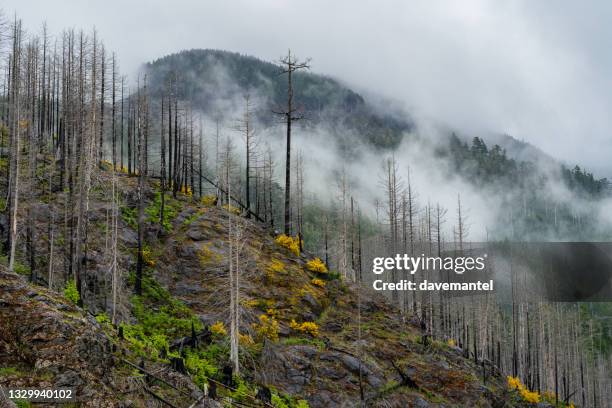 vancouver island abholzung - bc wildfire stock-fotos und bilder