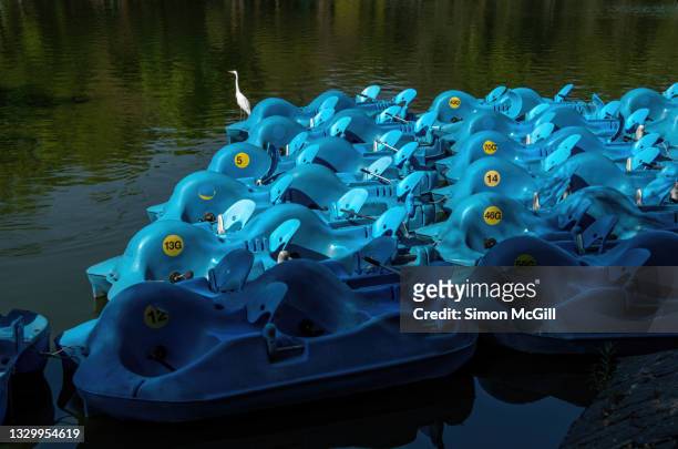 paddle boats moored on a lake in chapultepec park, mexico city, mexico - tretboot stock-fotos und bilder